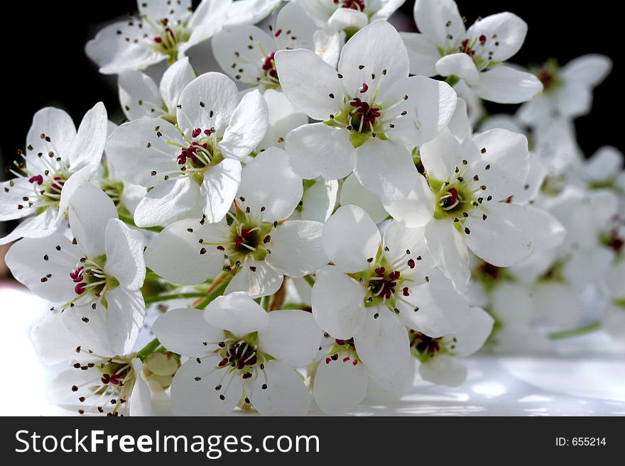Close up of pear tree flowers. Close up of pear tree flowers