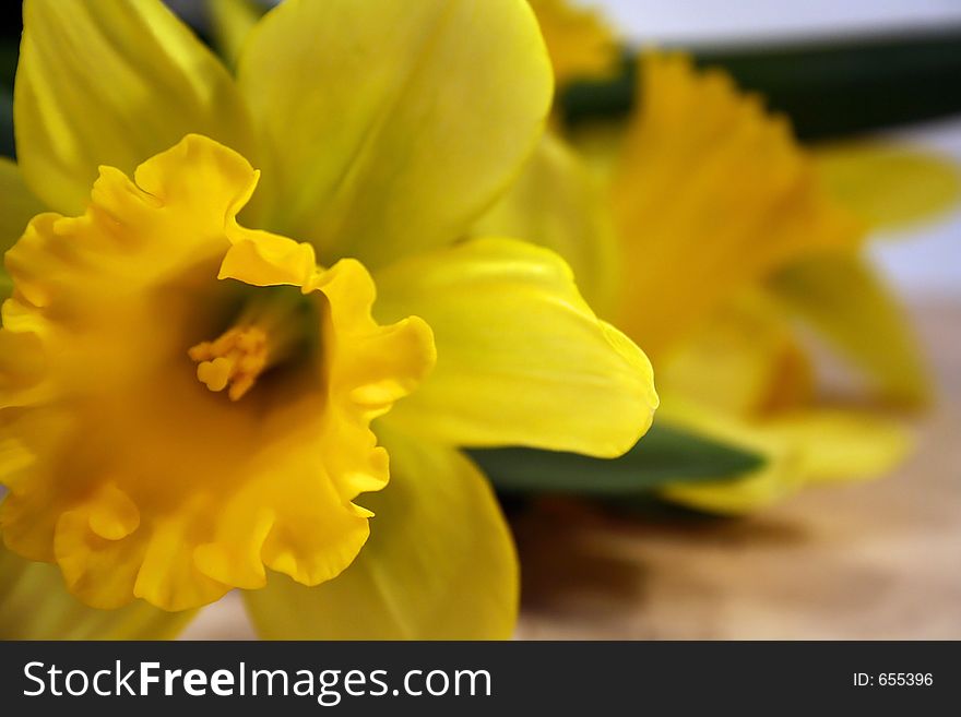 Closeup of daffodils