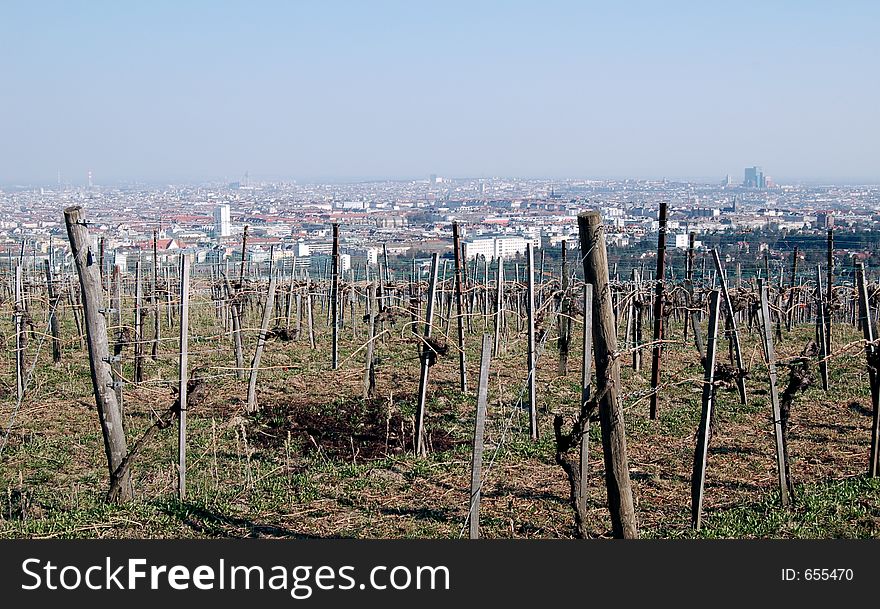 Vineyard overlooking the city of Vienna, Austria. Vineyard overlooking the city of Vienna, Austria.