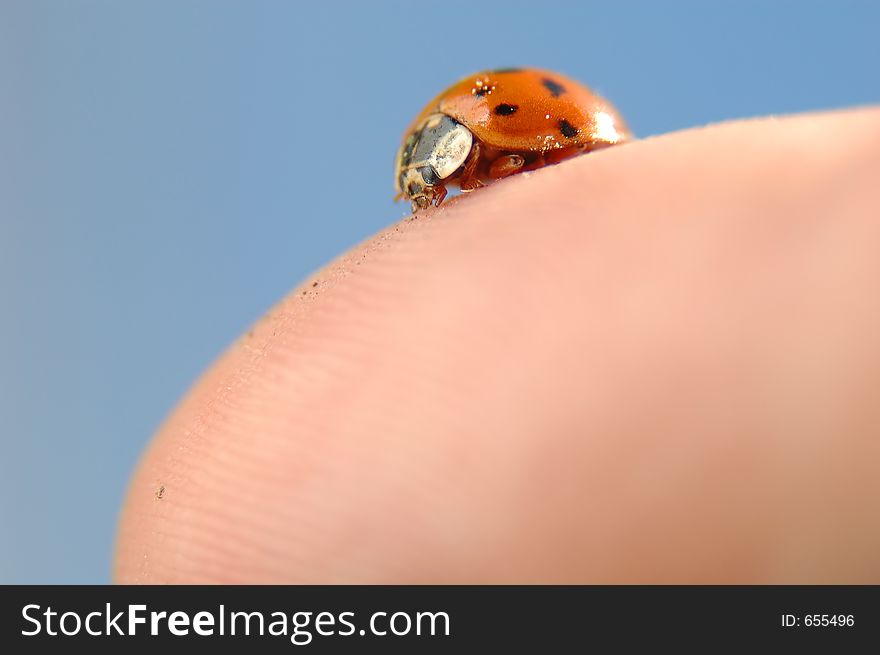 Ladybird on finger close-up