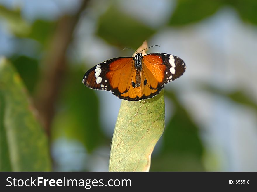 Butterfly on leaf 2