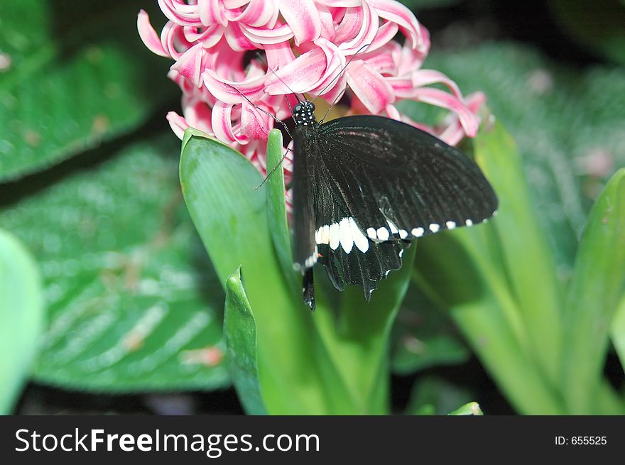 Mormon Sailing Ship (papilio Polytes) On Pink Flowers 2