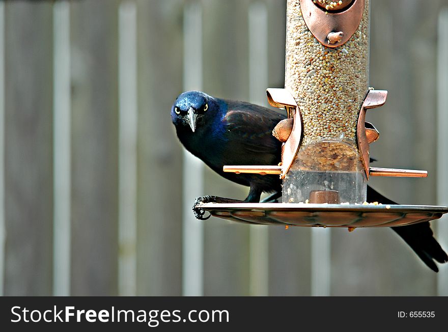 This was taken out my bedroom window of a Grackle feeding from my birdfeeder. This was taken out my bedroom window of a Grackle feeding from my birdfeeder.