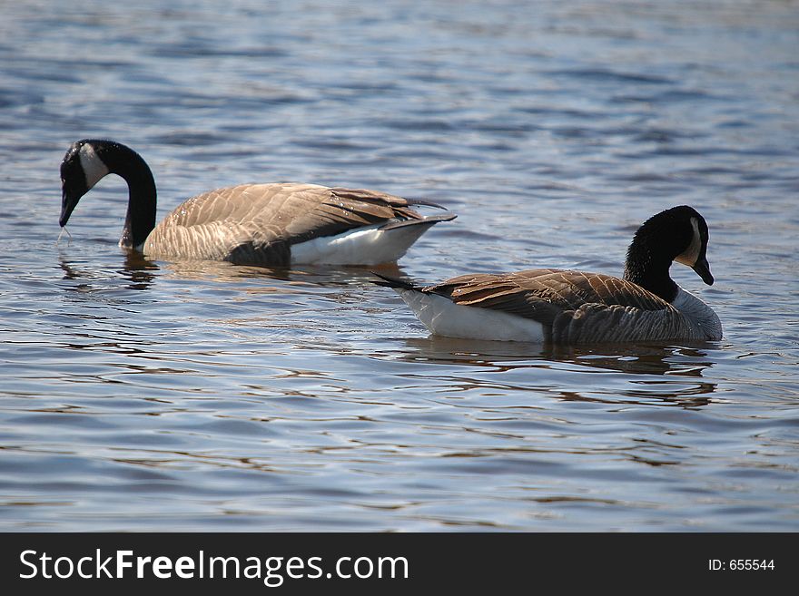 Geese on water close-up