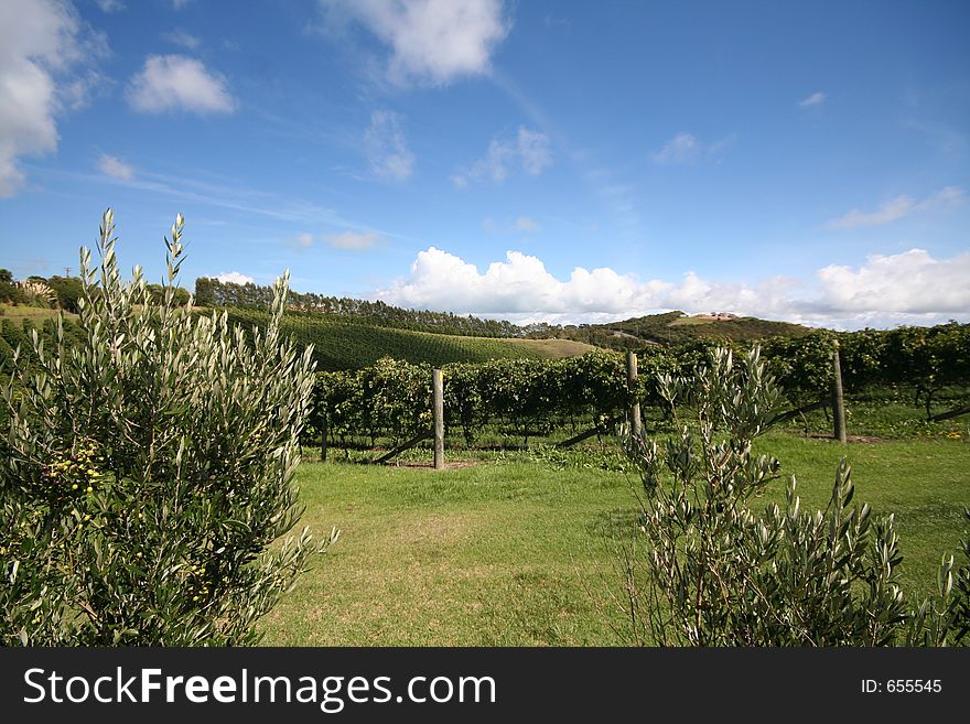 Vineyard and Olive tree, on Waiheke island, New Zealand