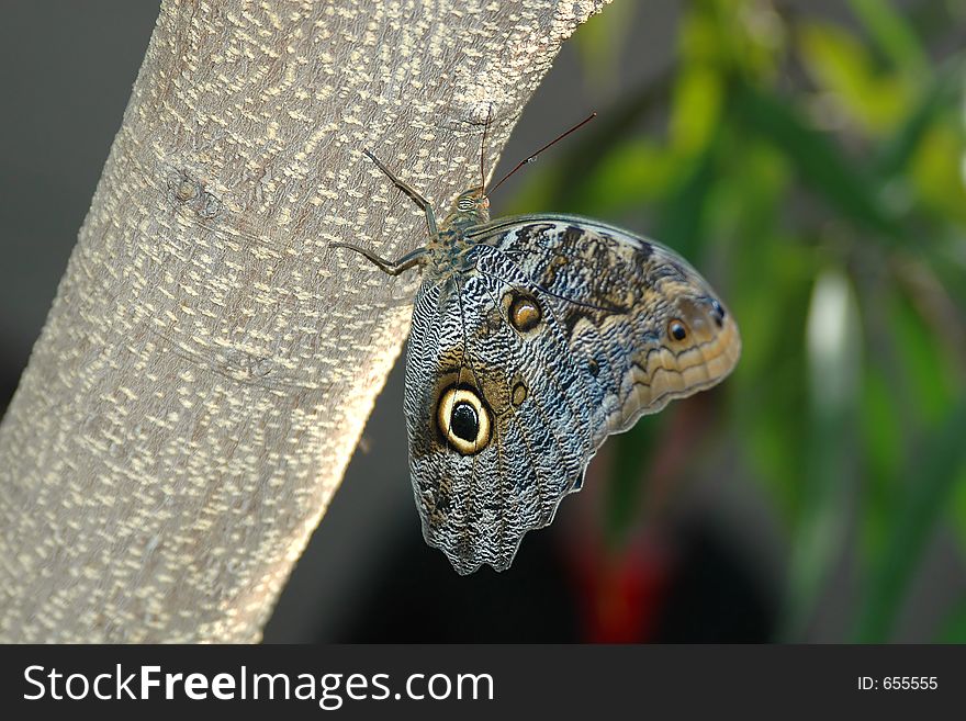 Butterfly-owl (caligo eurilochus) on tree close-up. Butterfly-owl (caligo eurilochus) on tree close-up