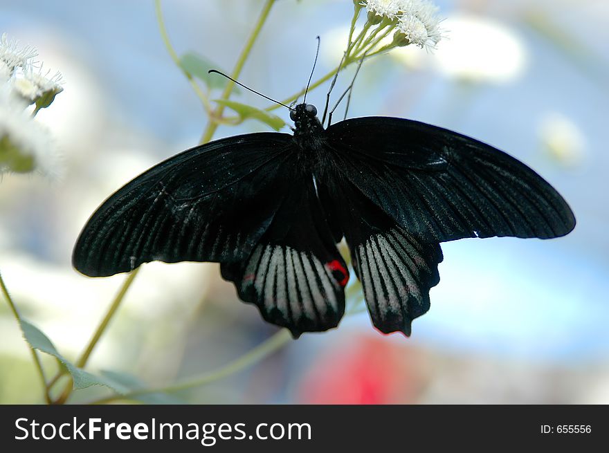 Mormon (papilio) on white flower close-up