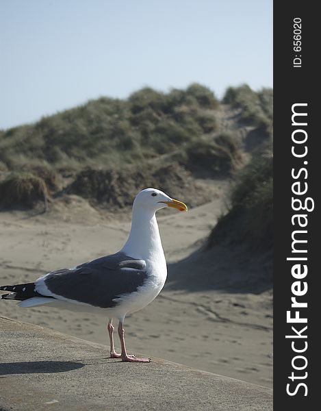 Another Sea Gull Picture
