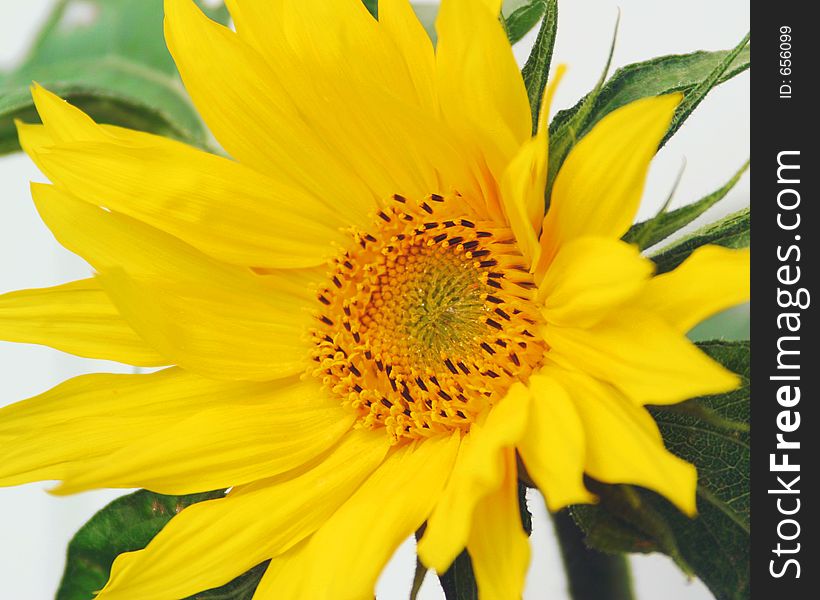 A bright open sunflower