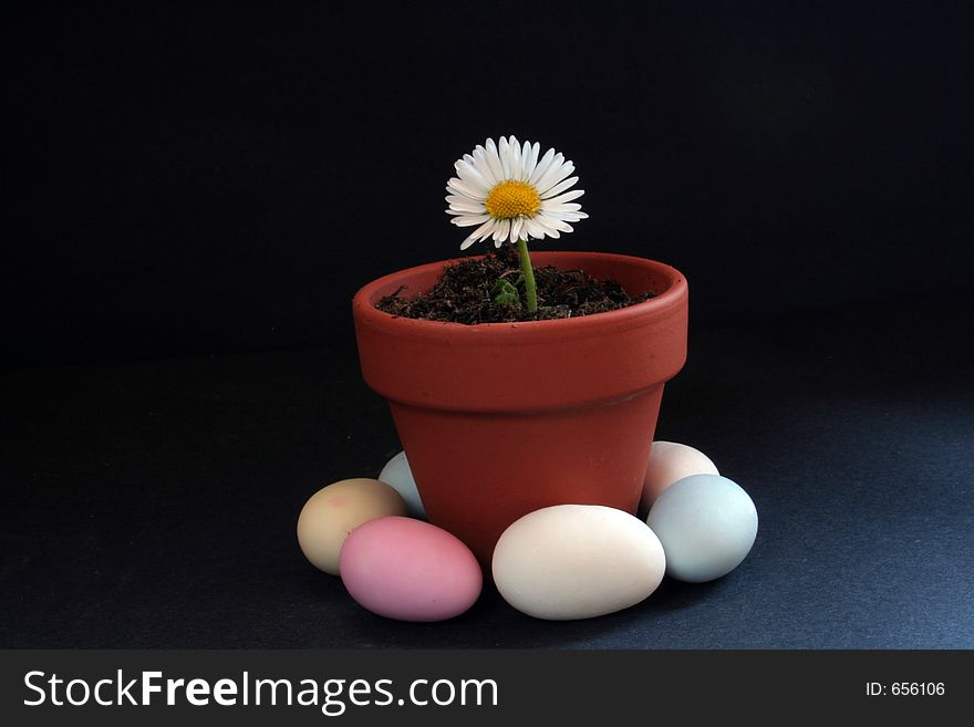 Image of a single daisy in a flower pot with minature easter eggs surrounding on black. Image of a single daisy in a flower pot with minature easter eggs surrounding on black