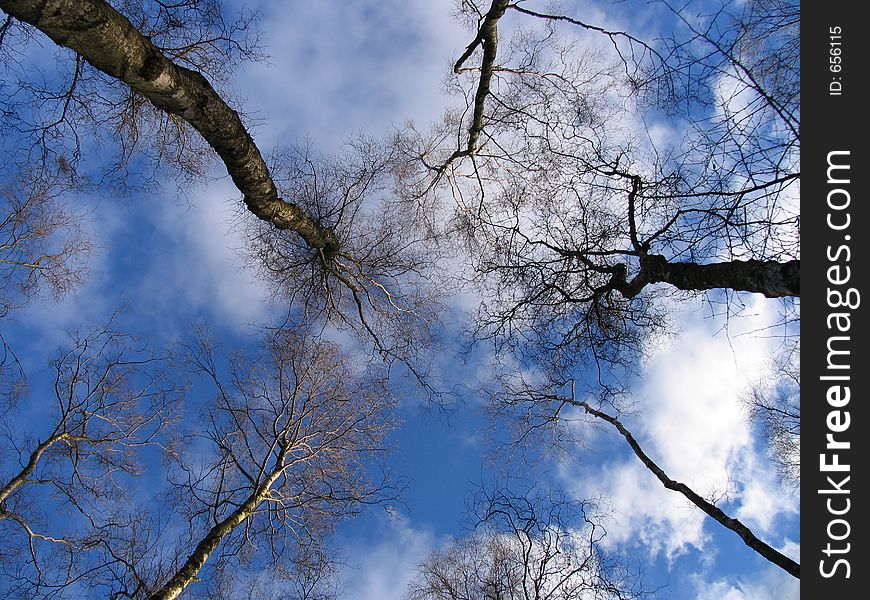 Looking up at a nice blue sky (just a little cloud cover) through trees in early spring. Looking up at a nice blue sky (just a little cloud cover) through trees in early spring.