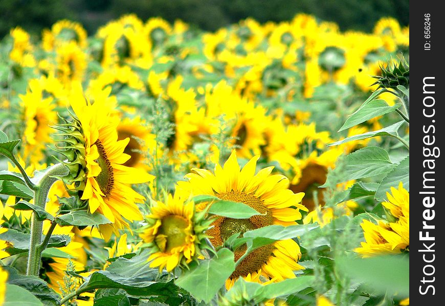 Field of sunflowers