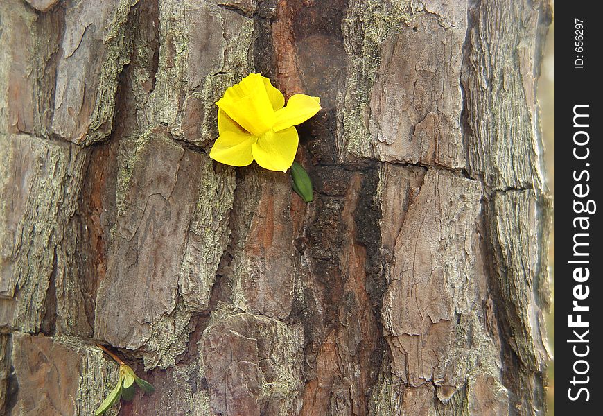 Daffodil On Bark