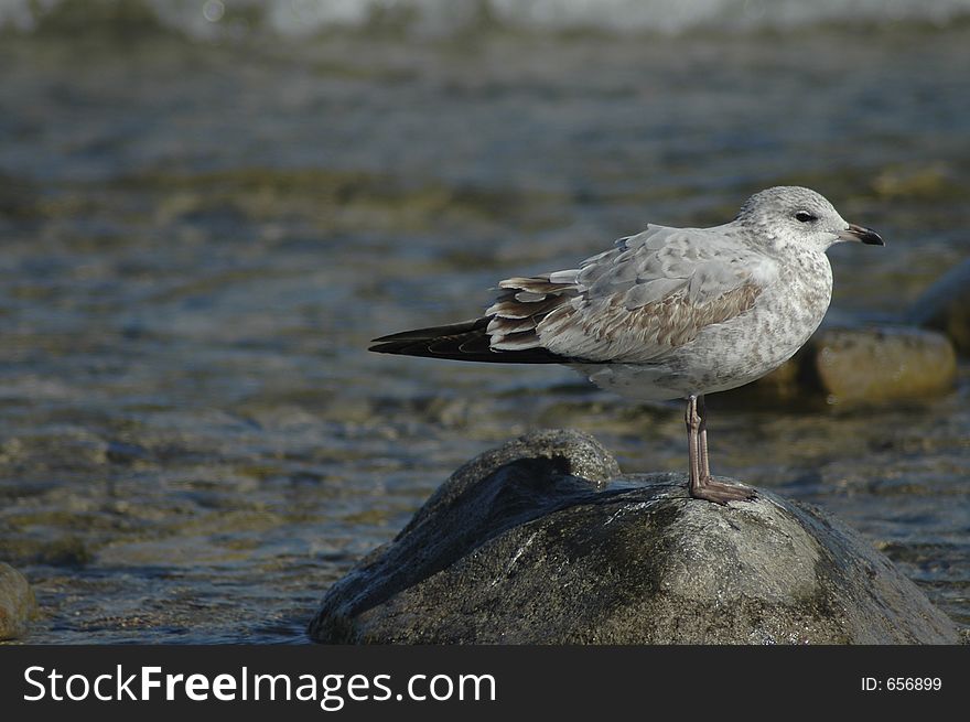 A seagull standing on a rock at the water's edge. A seagull standing on a rock at the water's edge.