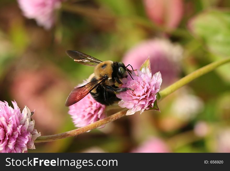 Bee on a Pink Flower