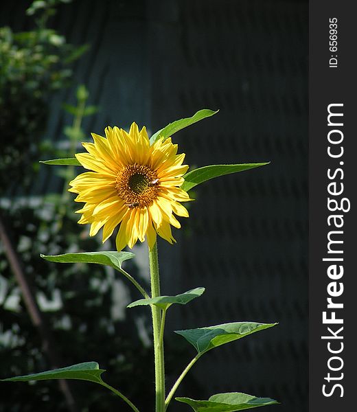Sunflower with dark background