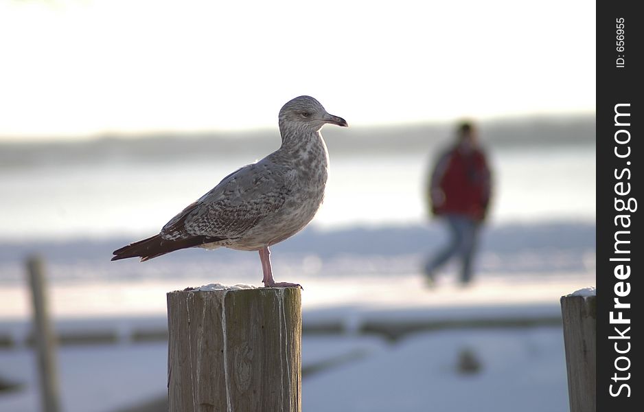 In the foreground is an in-focus seagull. In the background is a person walking along the shoreline. In the foreground is an in-focus seagull. In the background is a person walking along the shoreline.