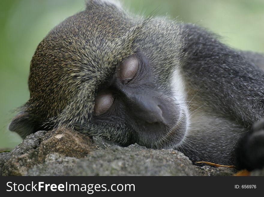 Monkey asleep