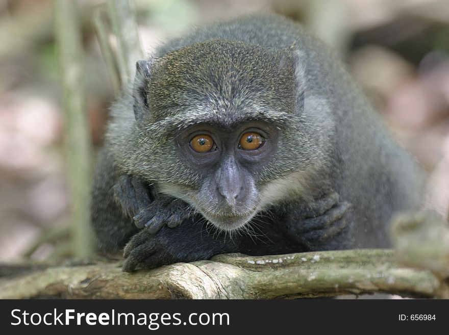 Juvenile Monkey