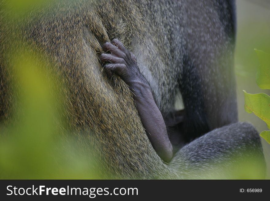 Monkey infant clinging to mom. Monkey infant clinging to mom