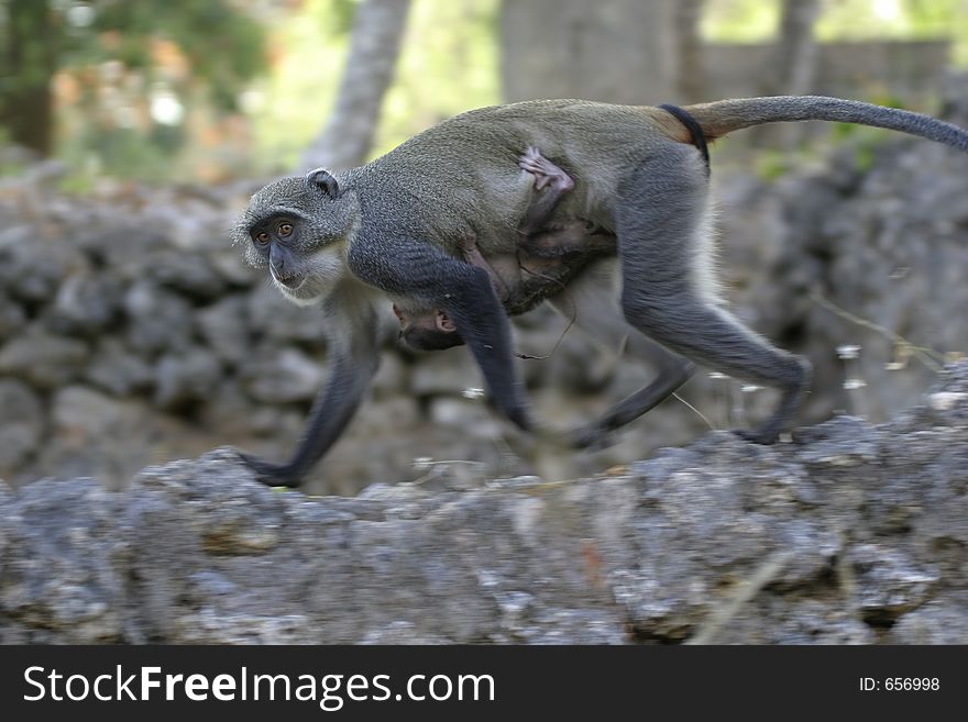 Monkey With Infant