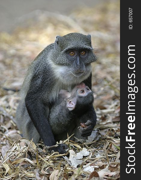 Monkey mother holding infant. Monkey mother holding infant