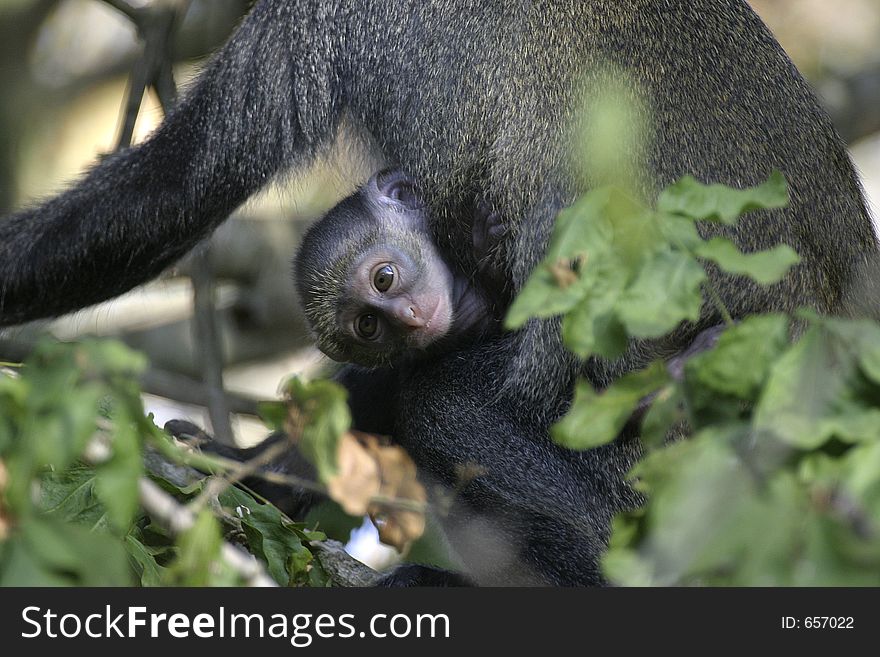 Newborn infant monkey on mother. Newborn infant monkey on mother