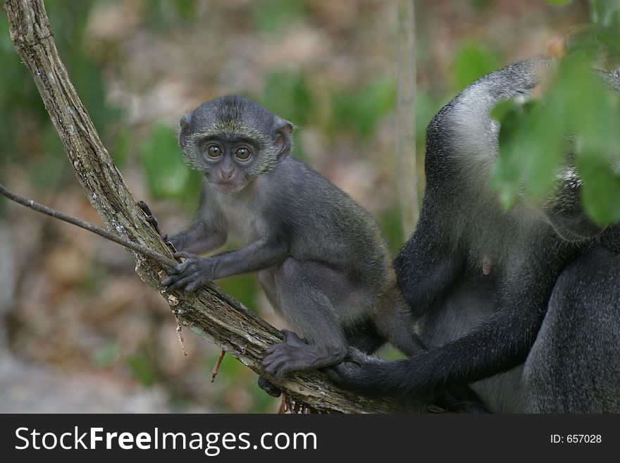 Sykes monkey infant near mom