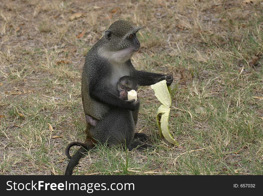 Sykes monkey eating banana