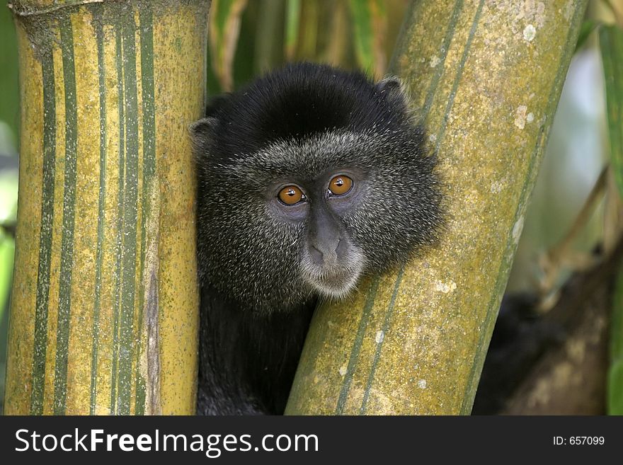 Blue monkey juvenile in bamboo