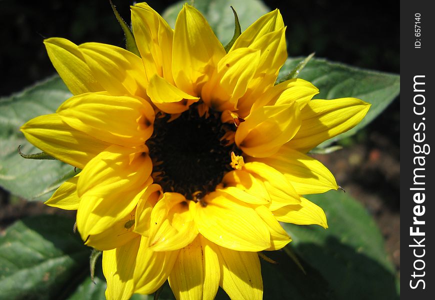 Sunflower