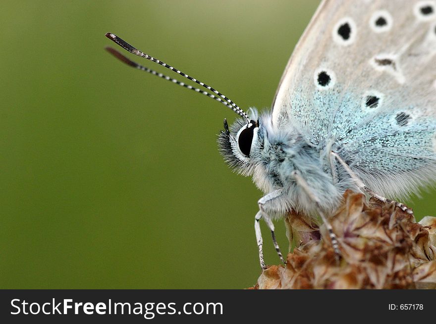 Macro portrait of a butterfly