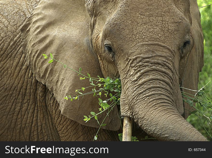 Portrait of African Elephant