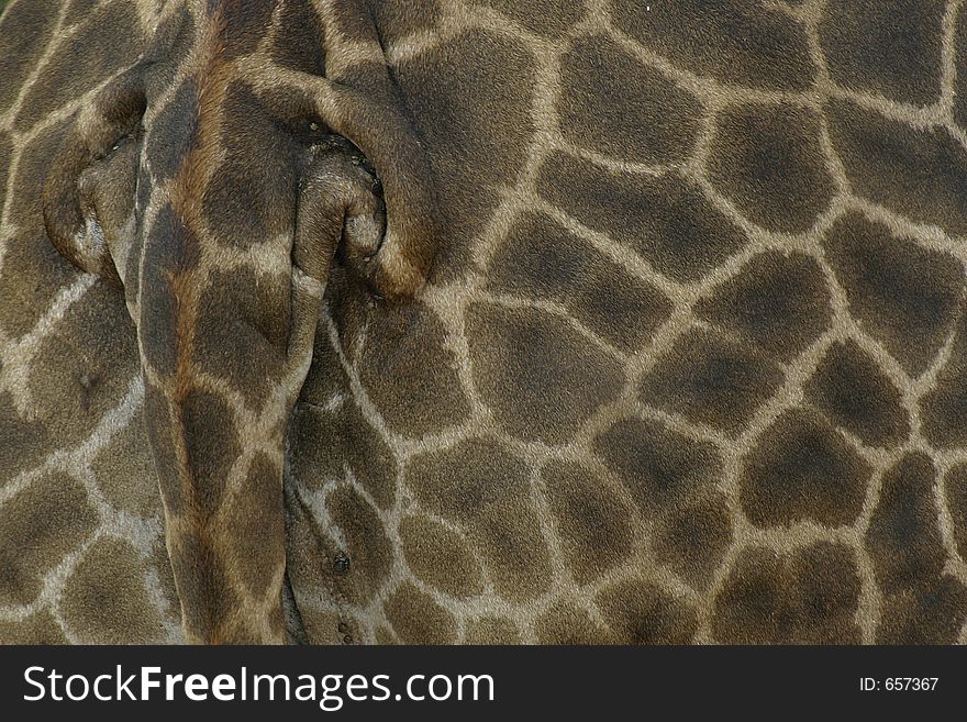 Detail of giraffe body