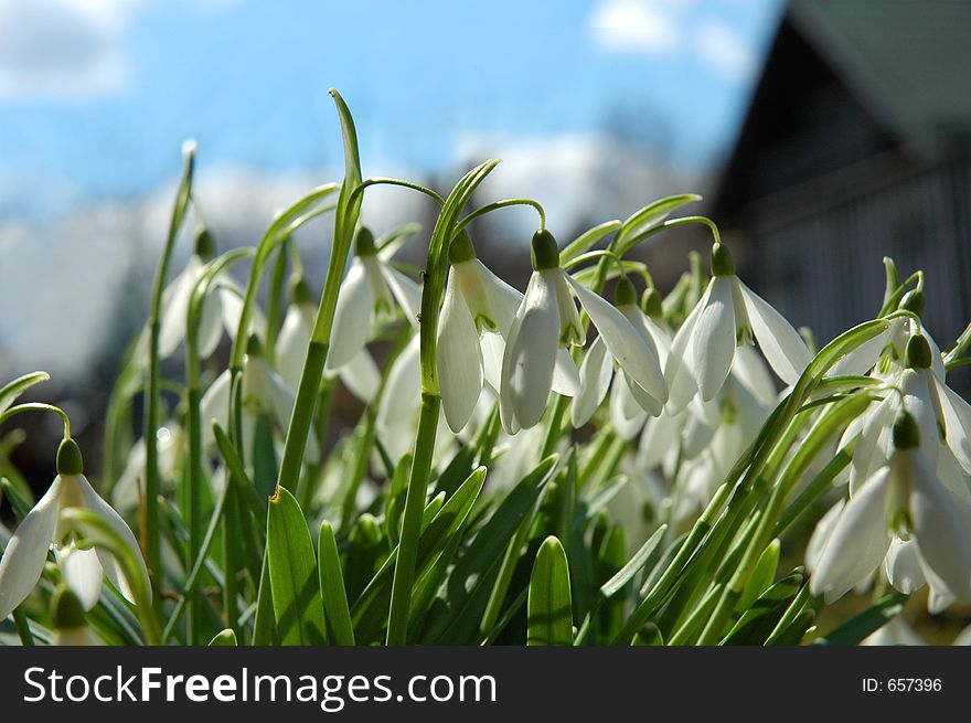 Fresh snowdrop flowers in spring. Fresh snowdrop flowers in spring.