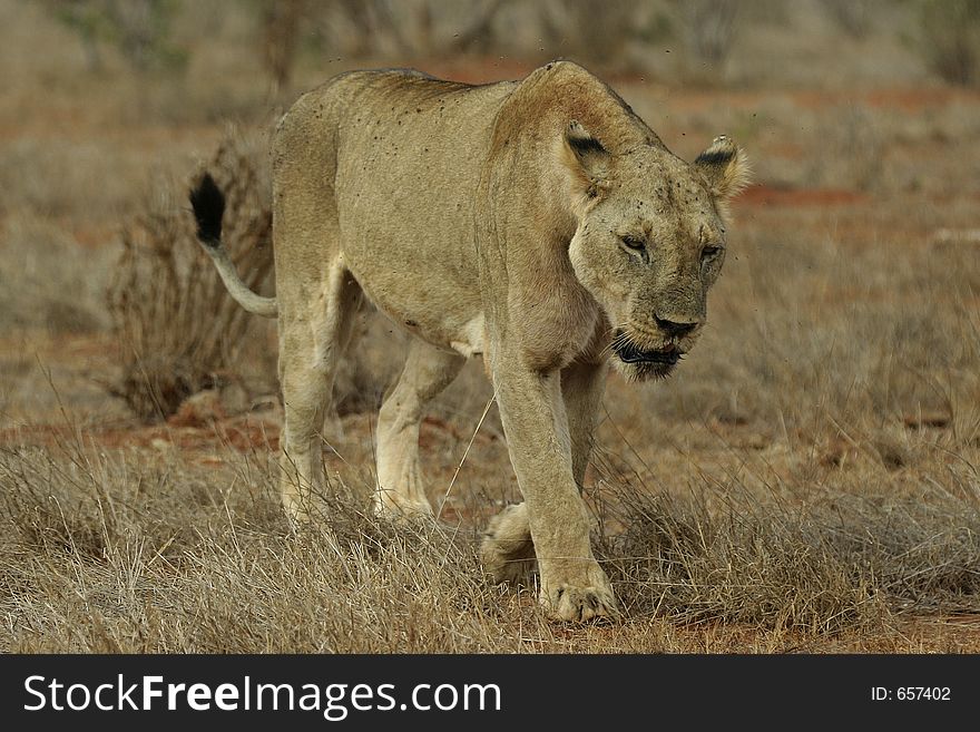 Tsavo lioness