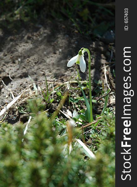 Solitary flower with a green plant in the foreground. Solitary flower with a green plant in the foreground.