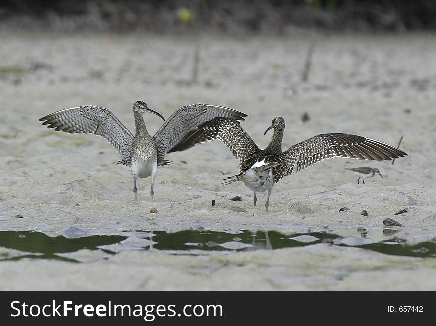 Two whimbrels fighting
