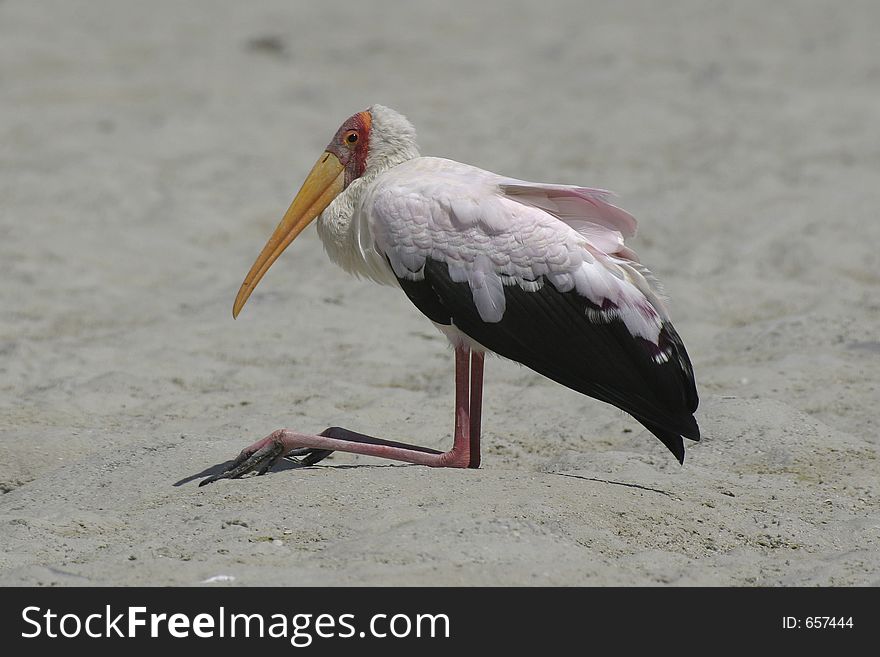 Yellow-billed stork sitting on sand. Yellow-billed stork sitting on sand