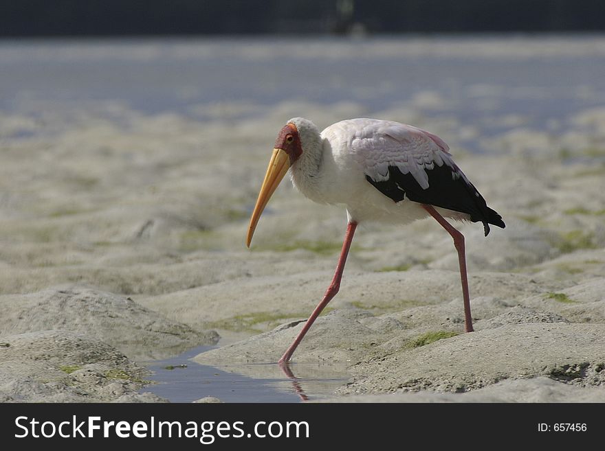 Yellow-billed stork wading on mudflat. Yellow-billed stork wading on mudflat