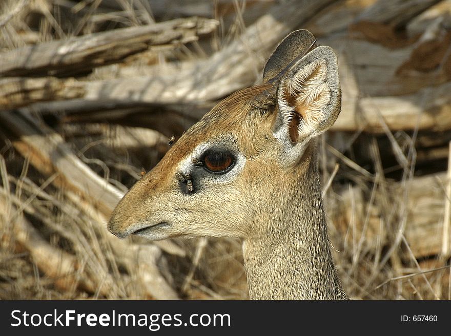 Kirk's Dik Dik