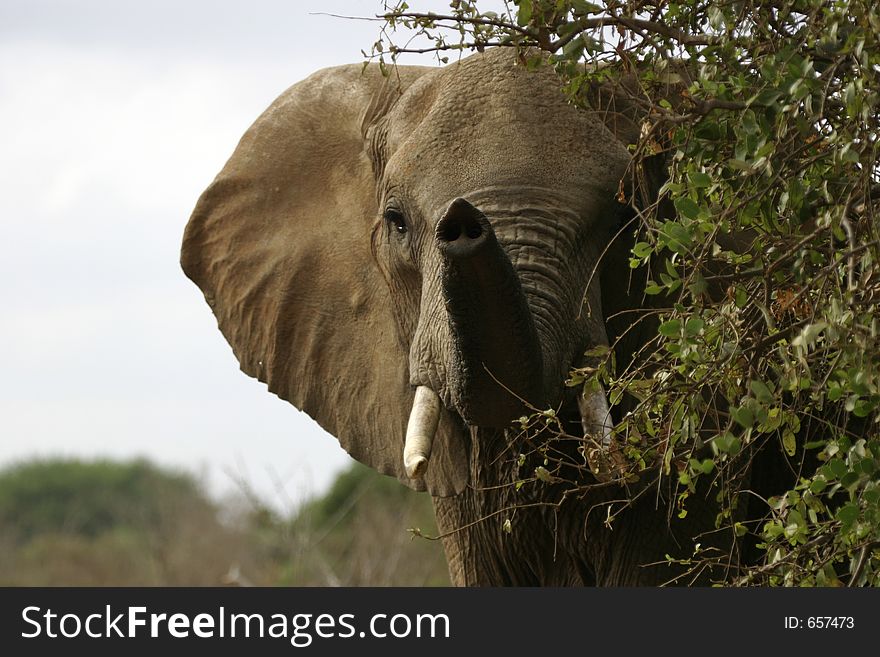 African elephant testing air