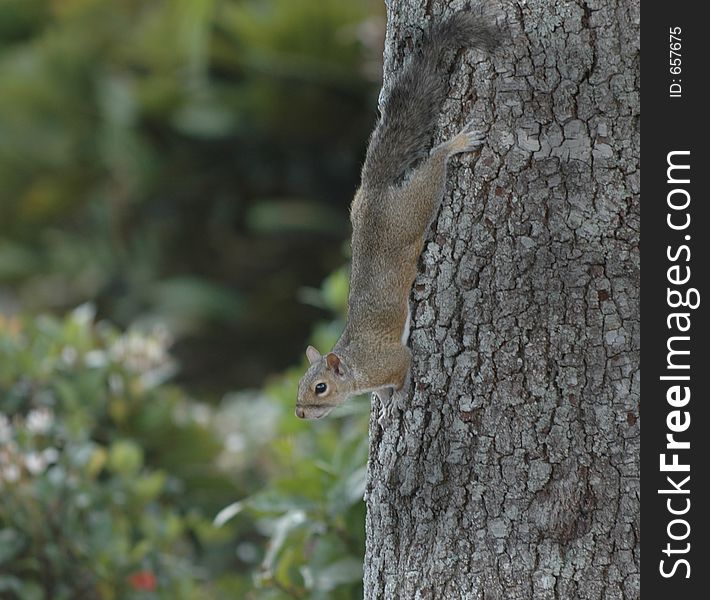 Squirrel sliding down tree