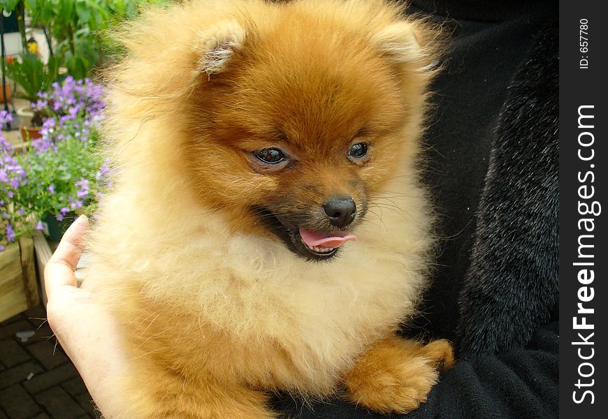 Pomeranian puppy who is totally content on his fur coat. Pomeranian puppy who is totally content on his fur coat