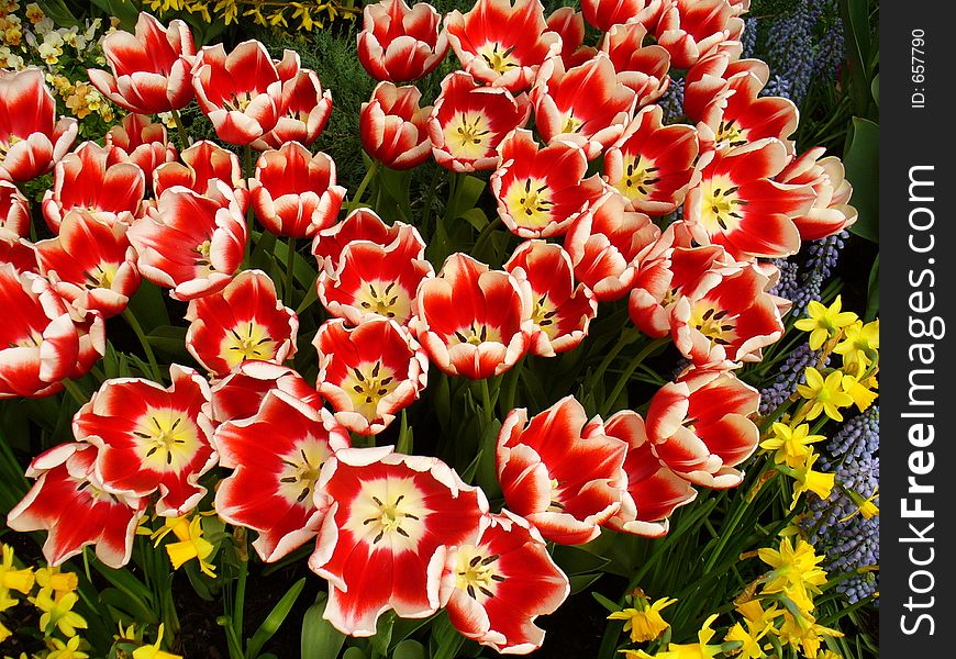 Grouping of red, yellow, white colored tulips. Grouping of red, yellow, white colored tulips