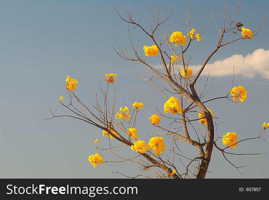 A tree with yellow flowers and cloud. A tree with yellow flowers and cloud