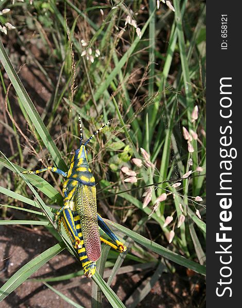 Colored Grasshopper