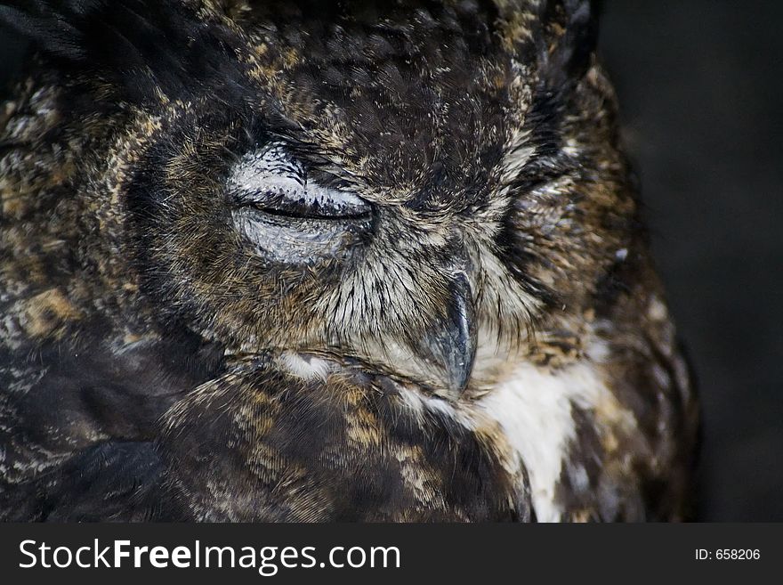 Owl Closeup. Owl Closeup