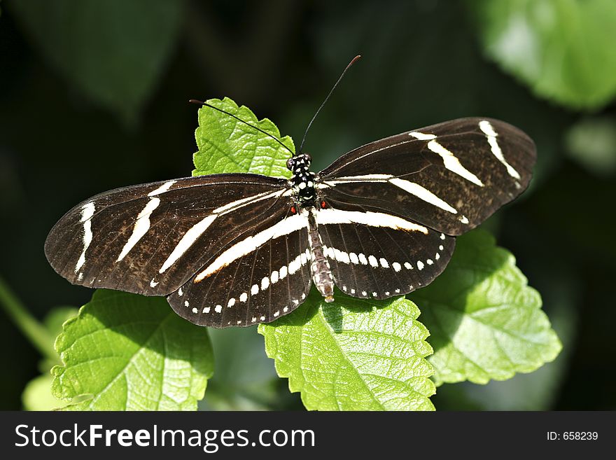 Butterfly on a leaf