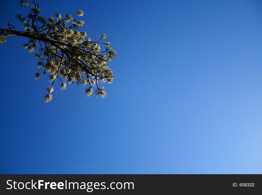 A pine branch surrounded by deep blue sky. A pine branch surrounded by deep blue sky.